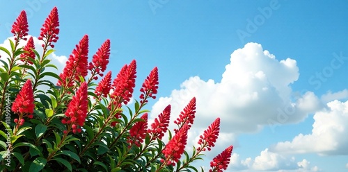 Firebush flowers against a clear blue sky with fluffy white clouds, shrub, flora photo