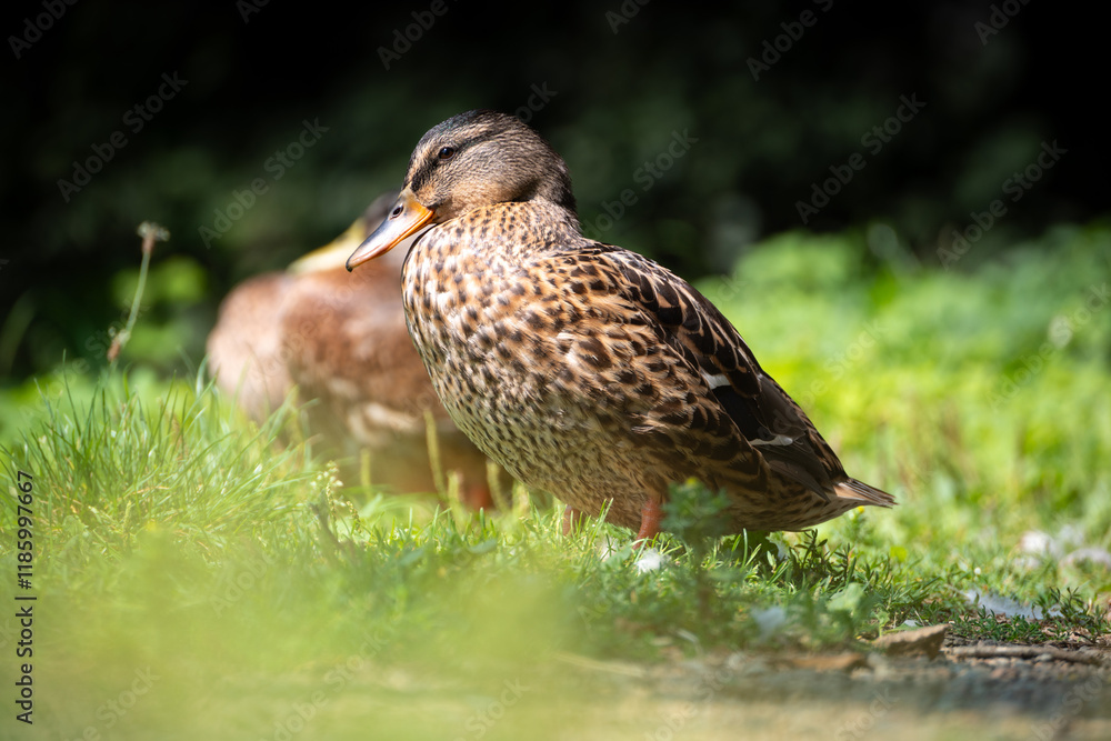 Fototapeta premium Female mallard duck seen in a park. A wild duck with brown speckled plumage, Anas platyrhynchos. Common in wetlands, lakes, rivers, and urban parks, this dabbling duck is part of the Anatidae family.