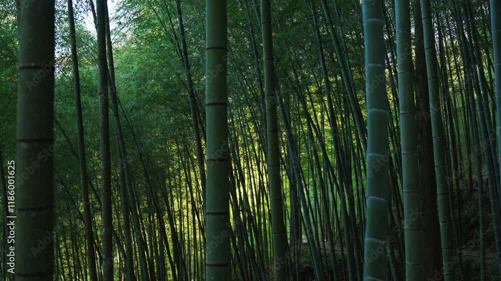 Walking in bamboo forest. Ancient log trail, Taiwan. Walking in bamboo forest. Ancient log trail, Taiwan.