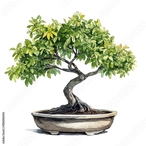 A watercolor drawing of a Brazilian Raintree Bonsai, isolated on a white background. Brazilian Raintree Bonsai vector.
