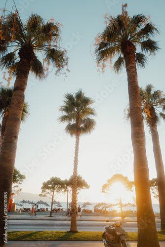 Palmen mit Sonnenlicht