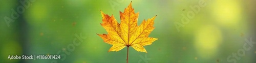 Wallpaper Mural Single orange oak leaf against a neutral background, nature, green Torontodigital.ca