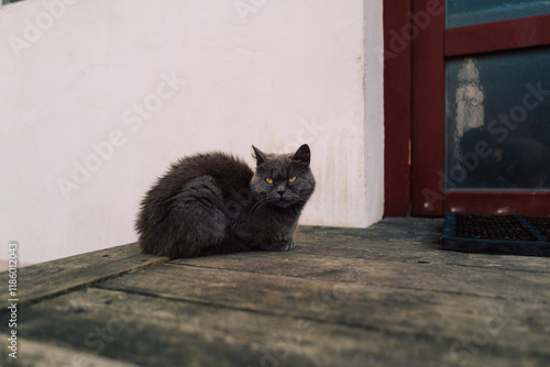 Katze vor der Haustür