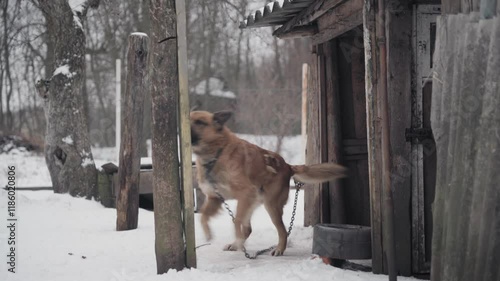 a village dog near his kennel. winter