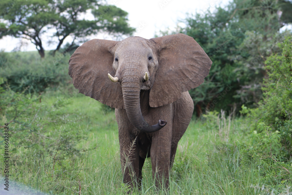 Obraz premium Male african elephant angry walking towards the camera flapping its ears and trunk amidst the bushlands of Murchison Falls National Park in uganda