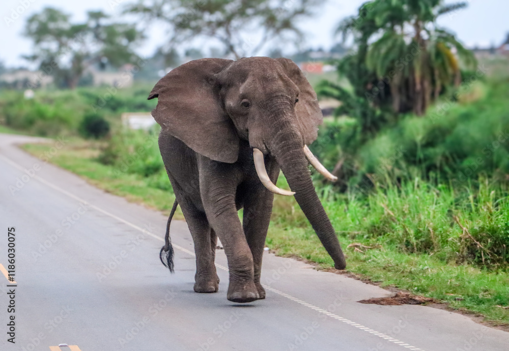 Obraz premium Male african elephant walking on the concrete street outside of Murchison Falls National Park in Uganda