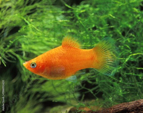 Xiphophorus maculatus platy rouge