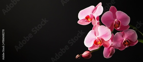 Orchid set against a black ...