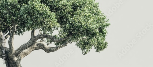 Tree for creative texture a...