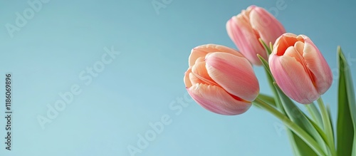 Beautiful tulips on a paste...