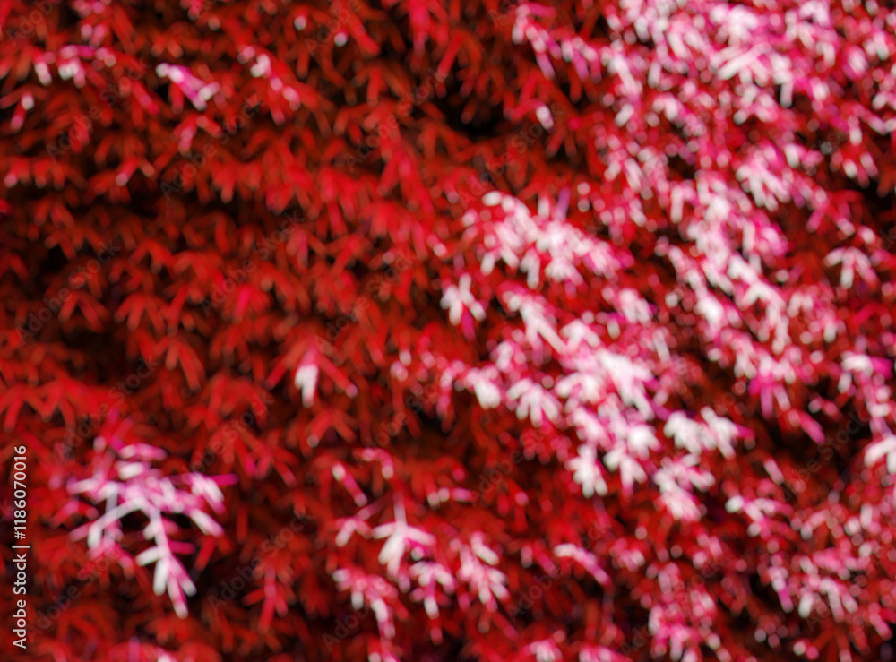 A vibrant abstract image of red foliage with a soft blur effect, creating a dreamy and artistic atmosphere A vibrant abstract image of red foliage with a soft blur effect, creating a dreamy and artistic atmosphere