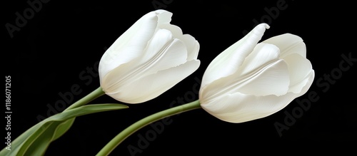 Close up of two pure white ...