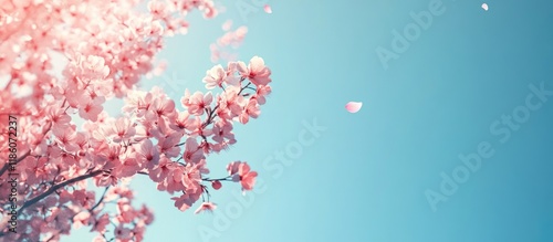 Fruit tree blossoms set aga...