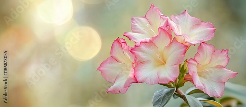 Lovely light pink desert ro...