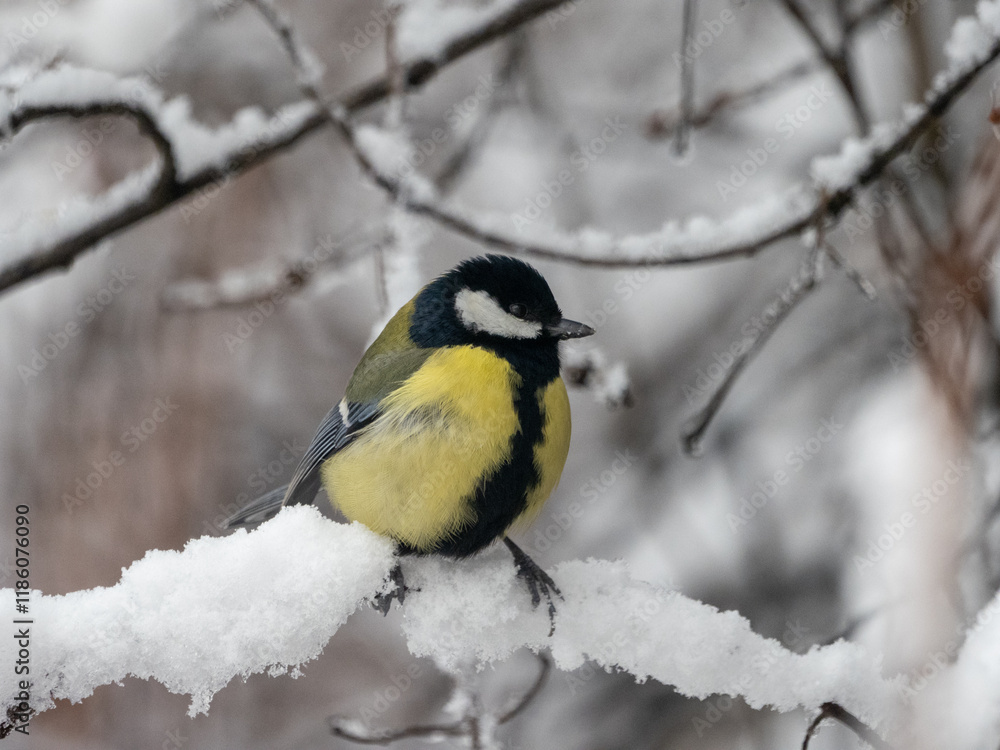 Great tit (Parus major) in snow Great tit (Parus major) in snow