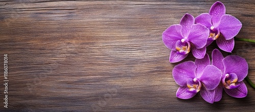 Purple vanda orchid flower ...