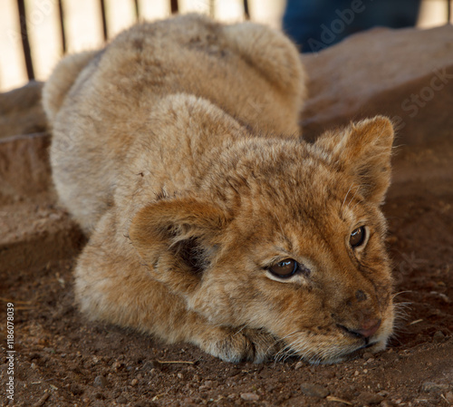 Obraz na płótnie Litlle baby lion cub in Lion and Safari Park in Gauteng, South Africa w salonie