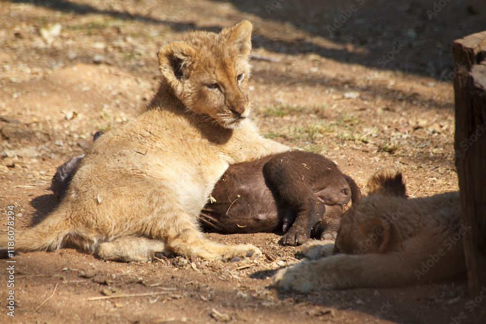 Obraz premium Litlle baby lion cubs in Lion and Safari Park in Gauteng, South Africa