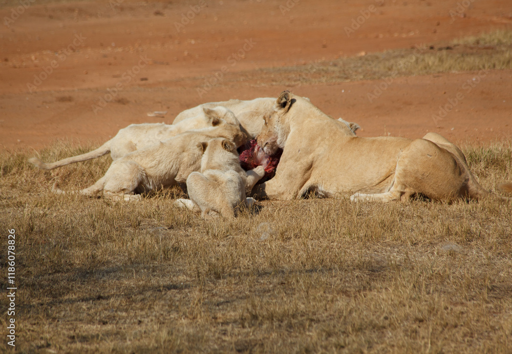 Obraz premium Lioness and cubs eating large pieces of meat at the Savannah, Lion and Safari park, South Africa