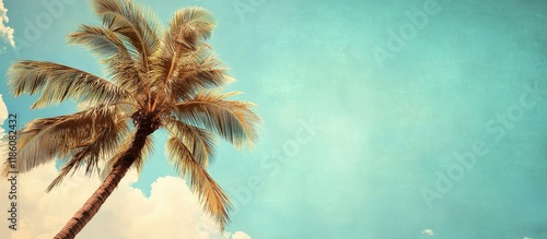 Coconut palm tree against a...