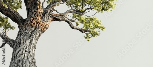 Tree for creative texture a...