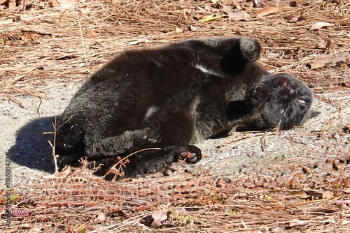 激しく砂浴びする黒猫 photo