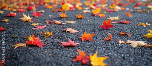 Autumn colors tiny maple le...