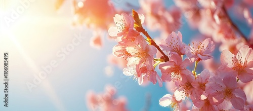 Double cherry blossoms are ...