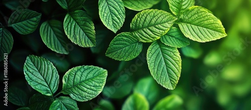 Spring leaves Natural green...