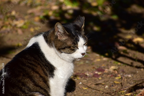 強い光が当たっている茶色と白のトラ猫 photo