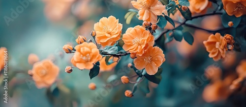 Closeup of an orange flower...