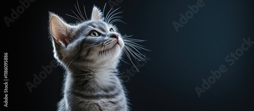 A lovely gray cat against a...