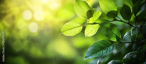 Close up view of green leav...