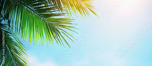 Coconut leaf and blue sky w...