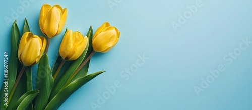 Yellow tulips rest on a blu...