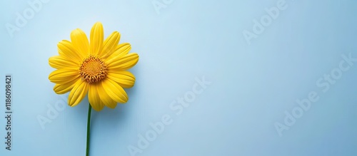 Yellow chrysanthemum daisy ...