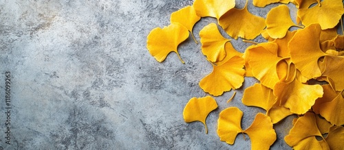 Golden yellow Ginkgo Biloba...