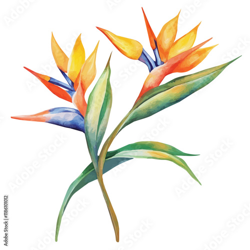 A watercolor painting of a Bird of Paradise branch, isolated on a white background. Bird of Paradise branch vector.
