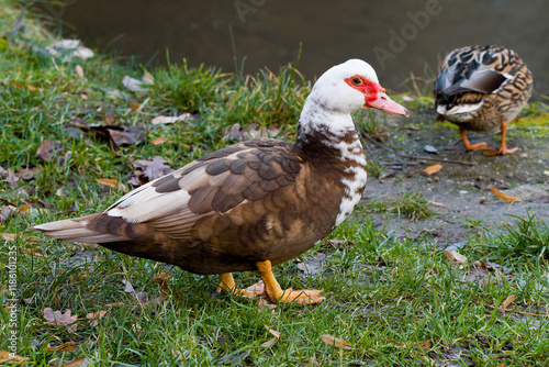 Portrait einer Moschusente ( Cairina moschata )	 photo