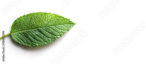 Single peppermint leaf isol...