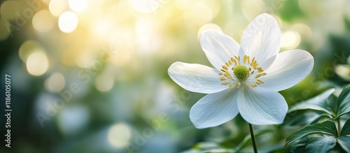 Close up macro of a lovely ...