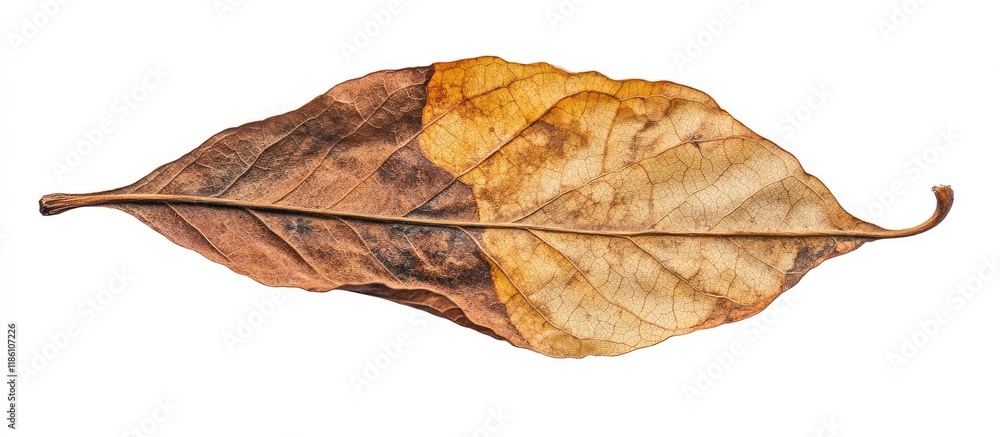 Isolated dry and old peepul leaf with clipping paths. with copy space image. Place for adding text or design Isolated dry and old peepul leaf with clipping paths. with copy space image. Place for adding text or design