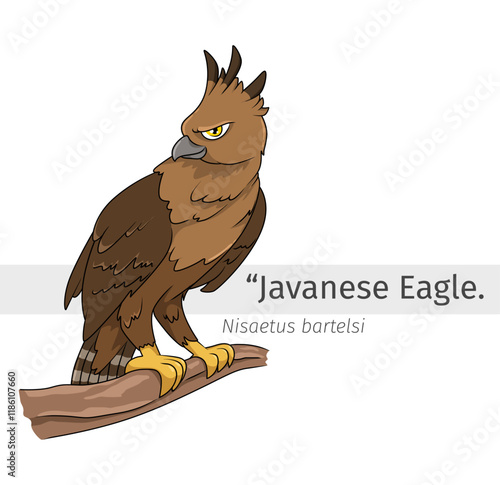 Javanese Eagle Cartoon perched on a branch illustration