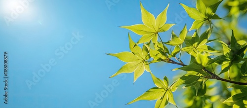 Liquidambar styraciflua als...