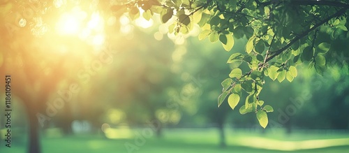 Blurred nature green park w...
