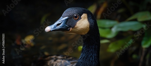 Close up of a Hawaiian goos...