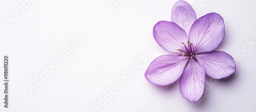 Purple flower on a white ba...