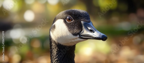 Close up of a Hawaiian goos...