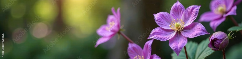 Blooming clematis flower violet in spring garden, garden, violet, flowers Blooming clematis flower violet in spring garden, garden, violet, flowers