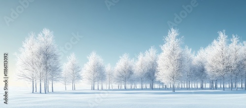 Trees covered in hoarfrost ...